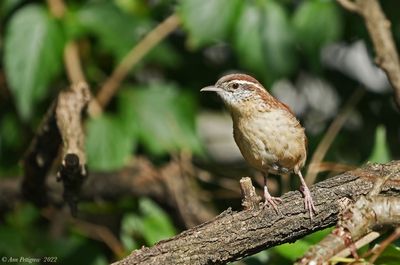 Carolina Wren