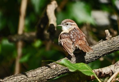 Carolina Wren
