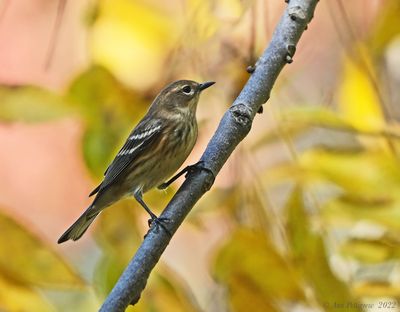 Yellow-rumped Warbler