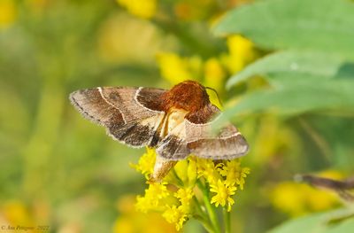 Arcigera Flower Moth