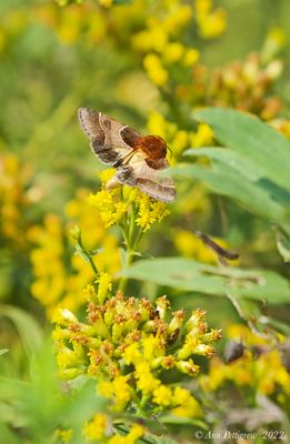 Arcigera Flower Moth