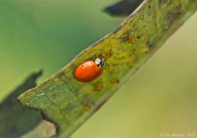 Asian Multicolored Lady Beetle with Aphids