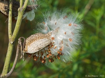 Common Milkweed Seeds