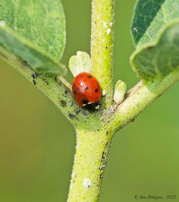 Seven-spotted Lady Beetle