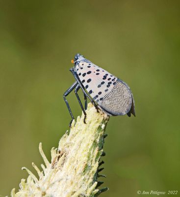 Spotted Lanternfly 