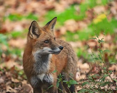 Red Fox