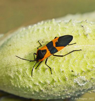 Large Milkweed Bug