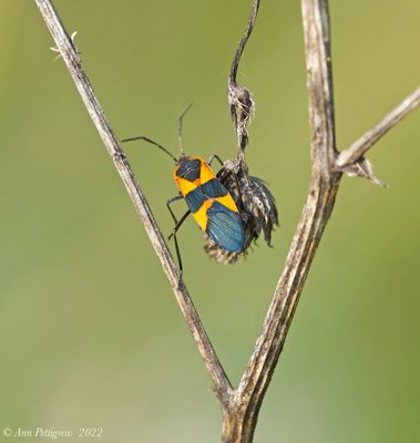 Large Milkweed Bug