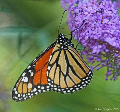 Monarch