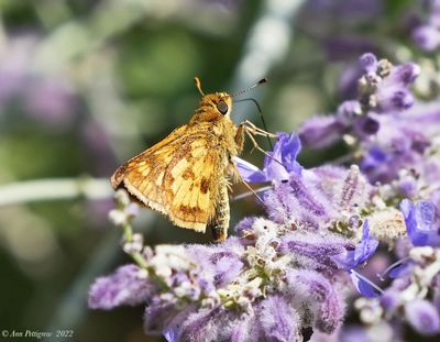 Pecks Skipper