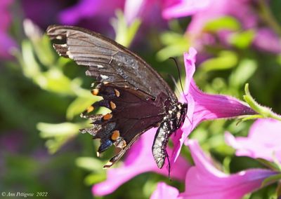 Spicebush Swallowtail 
