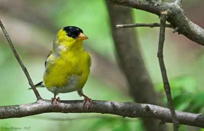 American Goldfinch 