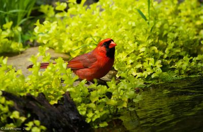 Northern Cardinal 