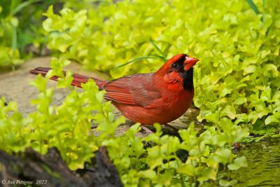 Northern Cardinal 