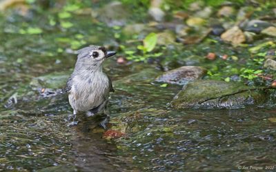 Tufted Titmouse