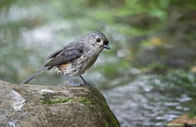 Tufted Titmouse