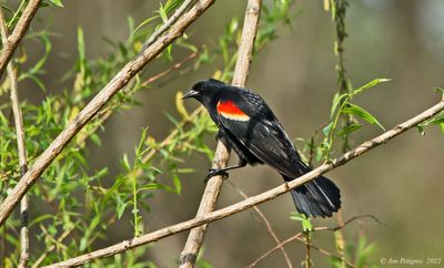 Red-winged Blackbird - male