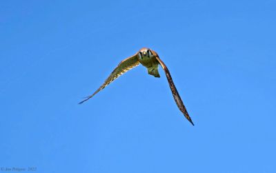 American Kestrel 