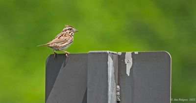 Song Sparrow