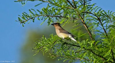 Cedar Waxwing