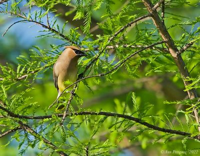 Cedar Waxwing