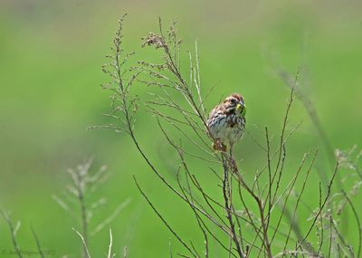 Song Sparrow