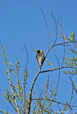 Bobolink