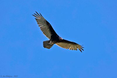 Turkey Vulture