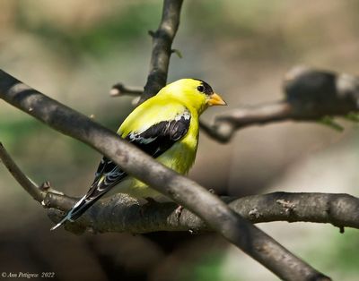 American Goldfinch 