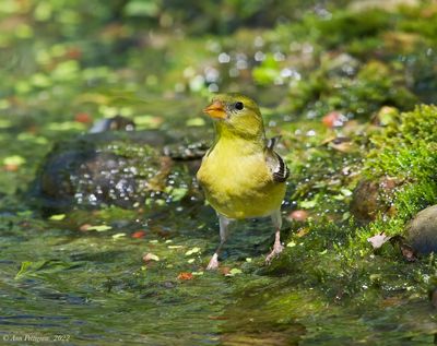 American Goldfinch 