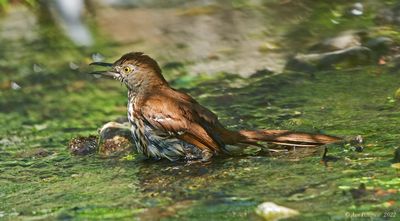 Brown Thrasher