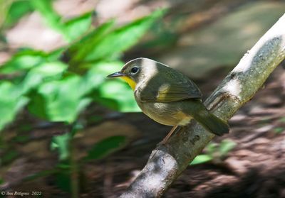 Common Yellowthroat 