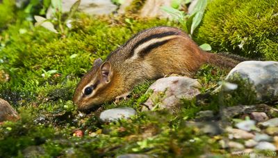 Eastern Chipmunk