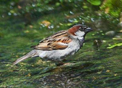 House Sparrow