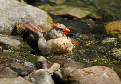 Northern Cardinal
