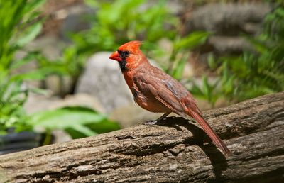 Northern Cardinal