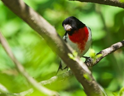 Rose-breasted Grosbeak