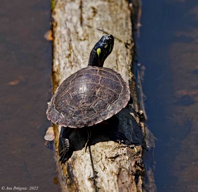 Eastern Painted Turtle