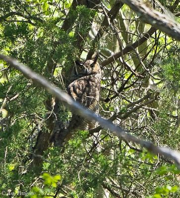 Great Horned Owl