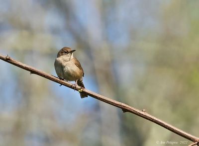 House Wren