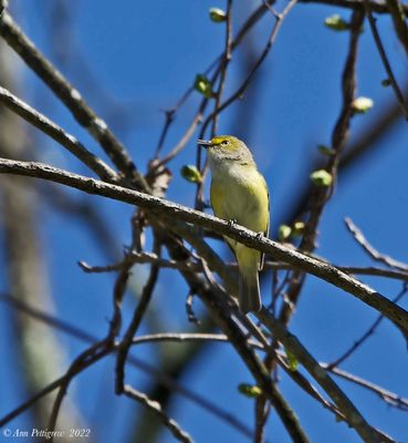White-eyed Vireo