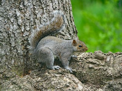 Eastern Gray Squirrel