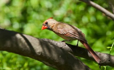Northern Cardinal