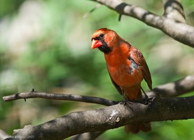 Northern Cardinal