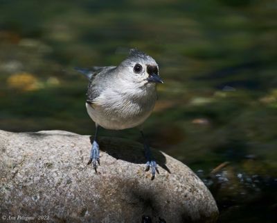 Tufted Titmouse