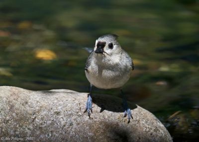 Tufted Titmouse