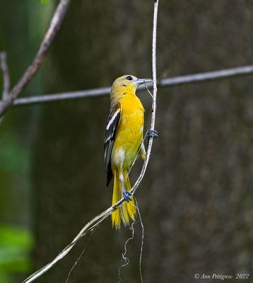 Baltimore Oriole- female