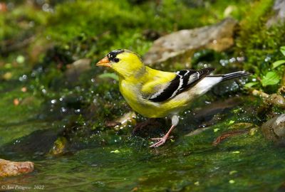 American Goldfinch