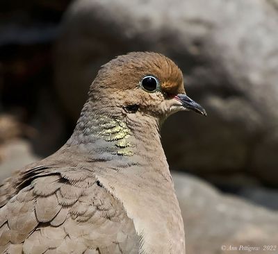Mourning Dove