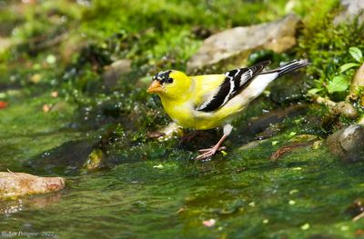 American Goldfinch